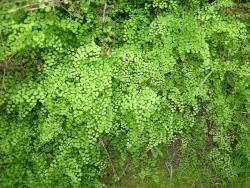 Adiantum aethiopicum. Plants growing in profusion on a bank.
 Image: L.R. Perrie © Te Papa CC BY-NC 3.0 NZ